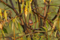 Naturschutzgebiet Batthyanyfeld